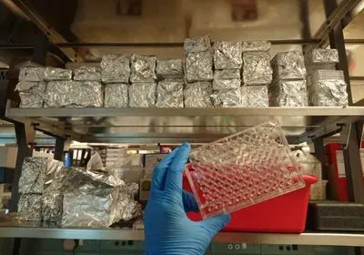 a hand in a blue glove holds a clear plastic multiwell plate in a laboratory with foil-wrapped plates on a metal shelf in the background